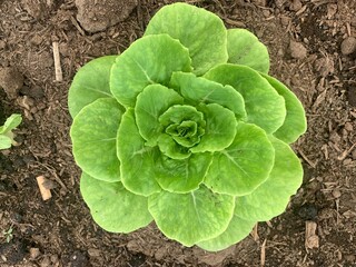 Top view organic green cos lettuce in the home garden, healthy food concept.