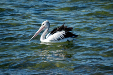 this is a side view of an Australian pelican