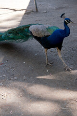 the peacock has a long colorful tail