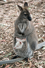 the red necked wallaby or bennets wallaby has a white joey in her pouch