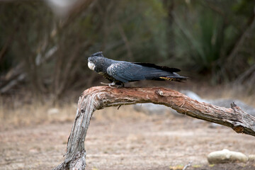 this is a side view of a femaile red tail black cockatoo © susan flashman