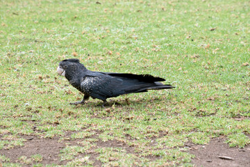 the female red tailed black cockatoo is black and yellow  with a grey bill