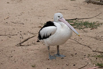 the pelican is a sea bird that is black and white