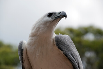 The White-bellied Sea-Eagle is the second largest raptor  found in Australia