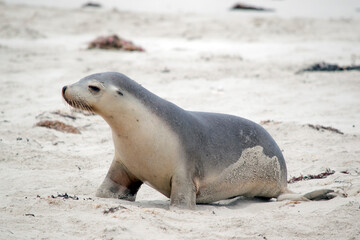 Obraz premium the sea lions are grey on top and white underneath with whiskers and a black nose