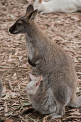 the red necked wallaby or bennets wallaby has a white joey in her pouch