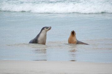 the sea lion pups are cooling down in the water waiting for their mothers to appear