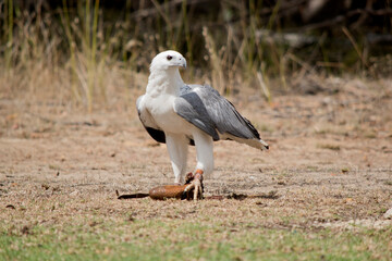the white-bellied sea eagle has a white head, breast, under-wing coverts and tail. 