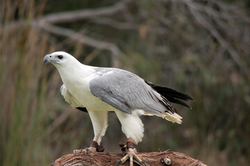 The White-bellied Sea-Eagle is the second largest raptor  found in Australia he is standing on a branch