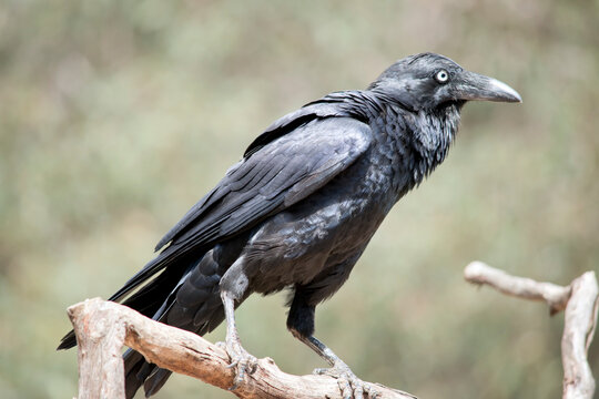 the australian raven ihas all-black plumage, beak and mouth, as well as strong grey-black legs and feet with a white eye