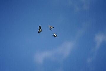 アオスジアゲハ