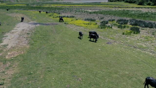 Spectacular aerial close-up view of a herd of Cape Buffalo running through the water of the beautiful scenic sazlidere barrage. Buffaloes natural habitat in Turkey.