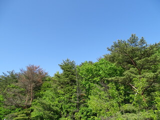 青空と初夏の森
