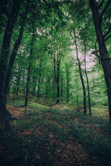 Deep mystical dark forest background with many trees 