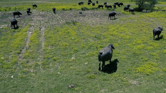 Spectacular aerial close-up view of a herd of Cape Buffalo running through the water of the beautiful scenic sazlidere barrage. Buffaloes natural habitat in Turkey.