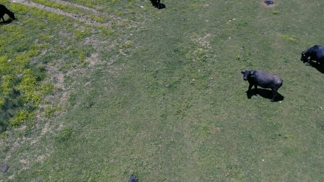 Spectacular aerial close-up view of a herd of Cape Buffalo running through the water of the beautiful scenic sazlidere barrage. Buffaloes natural habitat in Turkey.