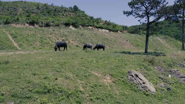 Spectacular aerial close-up view of a herd of Cape Buffalo running through the water of the beautiful scenic sazlidere barrage. Buffaloes natural habitat in Turkey.