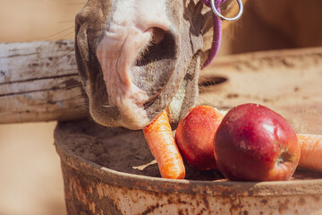 The horse eats apples and carrots. Horse detail on a sunny day. Horse nutrition.