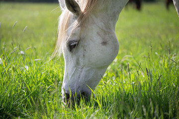 Head of a white arabian horse. Eating fresh grass in a spring summer meadow