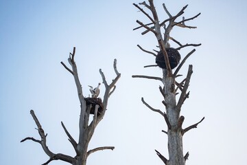 artificial birds in a homemade nest as a decoration to attract the attention of tourists to remote wild places