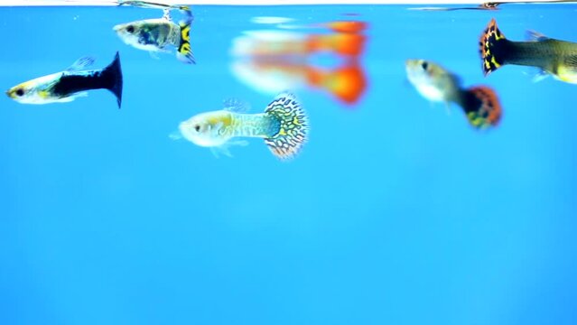 Guppy fish swimming in the water
