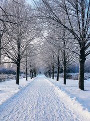 Snow-covered walkway in a park lined with trees.