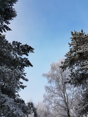 Clear blue sky and snow-covered treetops.