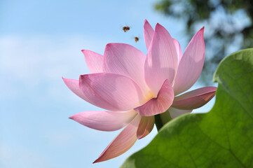 Blossoming lotus flower in sunlight