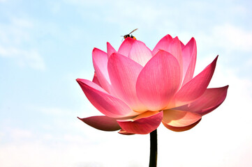 Blossoming lotus flower in sunlight