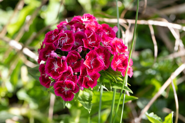 Kartäuser Nelke, Blume, Blüte, blühen