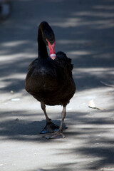 the black swan is walking down a path