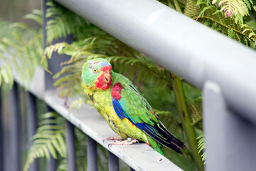 the swift parrot is perched on a railing