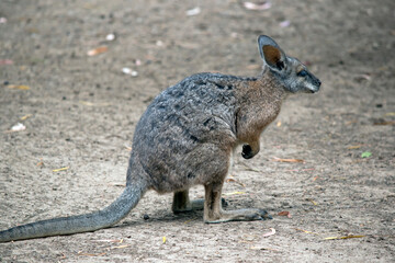 the tammar wallaby is mostly grey with white cheek stripes