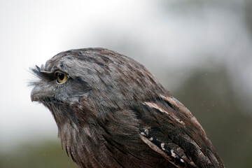 this is a close up of a tawny frogmouth