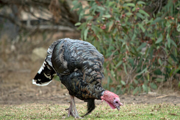 the wild American turkey has a red head and neck black body with white stripes on its tail