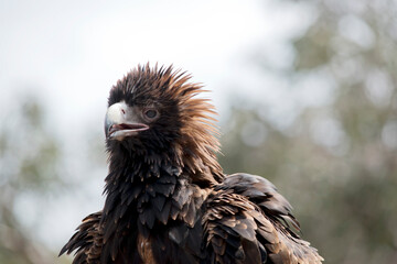 this is a close up of a wedge tail eagle. He has brown eyes and a white beak with a bit of grey at the end.