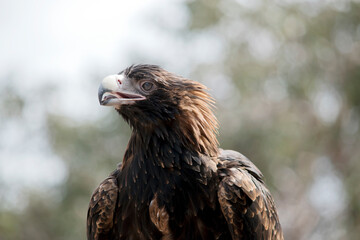 this is a close up of a wedge tail eagle. He has brown eyes and a white beak with a bit of grey at the end.