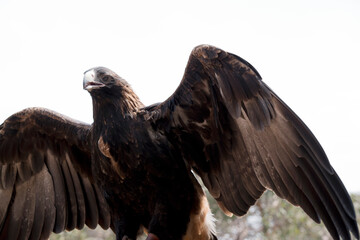 the wedge tail eagle is about to take off