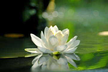 Blossoming waterlily in pond