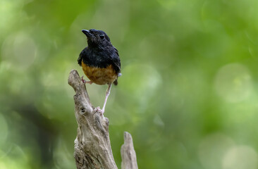 Male white-rumped shama or Copsychus malabaricus perching on log with green bokeh background , Thailand