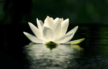 Fototapeta na wymiar Blossoming waterlily in pond