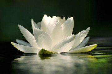 Blossoming waterlily in pond