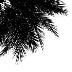 Obraz premium Palm tops silhouettes