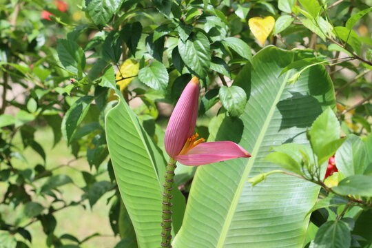 Musa ornata, the flowering banana, is one of more than 50 species of banana in the genus Musa of the family Musaceae. The fruit is attractive but tends to be inedible.