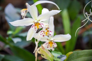 Orchid flower, white cymbidium - obrazy, fototapety, plakaty