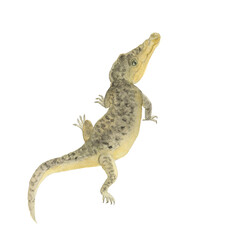 Watercolor painting a crocodile isolated on white - 507014726
