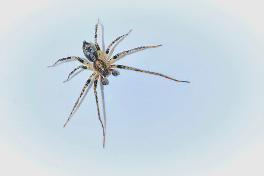 Vierfleck-Zartspinne ( Anyphaena accentuata ).