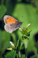 Kleines Wiesenvögelchen ( Coenonympha pamphilus ).