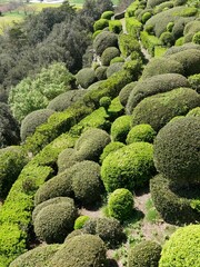 Buis taillés du jardin de Marqueyssac à Vezac en Dordogne en Périgord noir. France