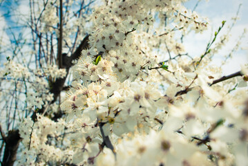 Beautiful white flowers of cherry tree.